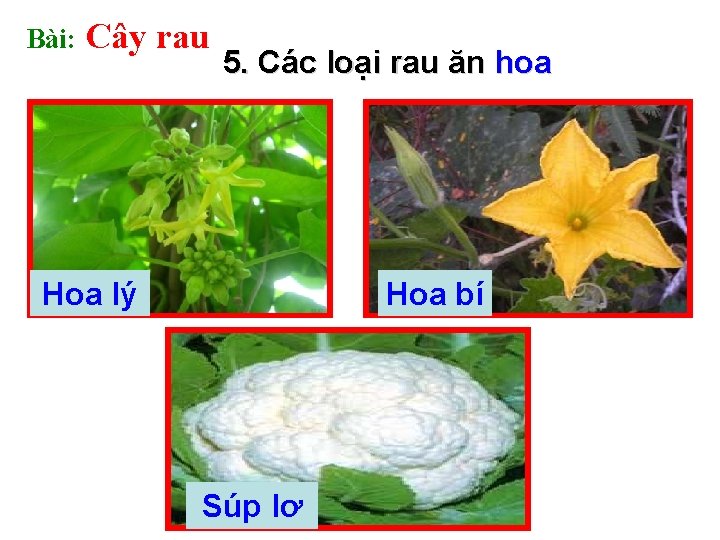 Bài: Cây rau 5. Các loại rau ăn hoa Hoa lý Hoa bí Súp