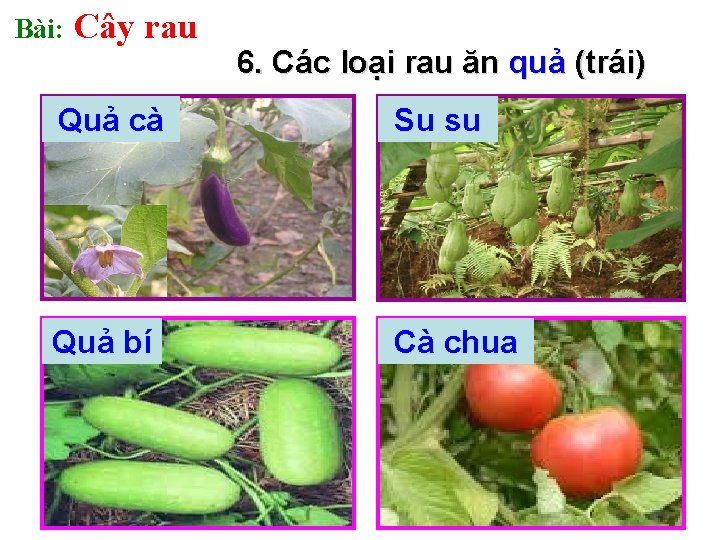 Bài: Cây rau 6. Các loại rau ăn quả (trái) Quả cà Su su