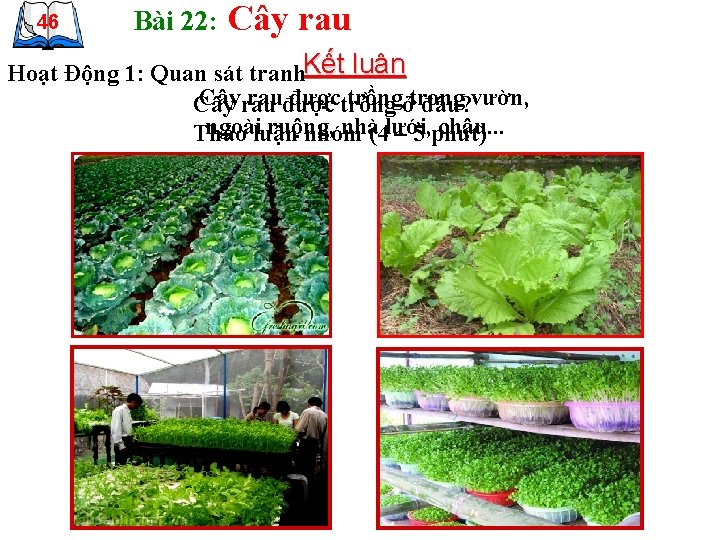 46 Bài 22: Cây rau Hoạt Động 1: Quan sát tranh. Kết luận Câyrau