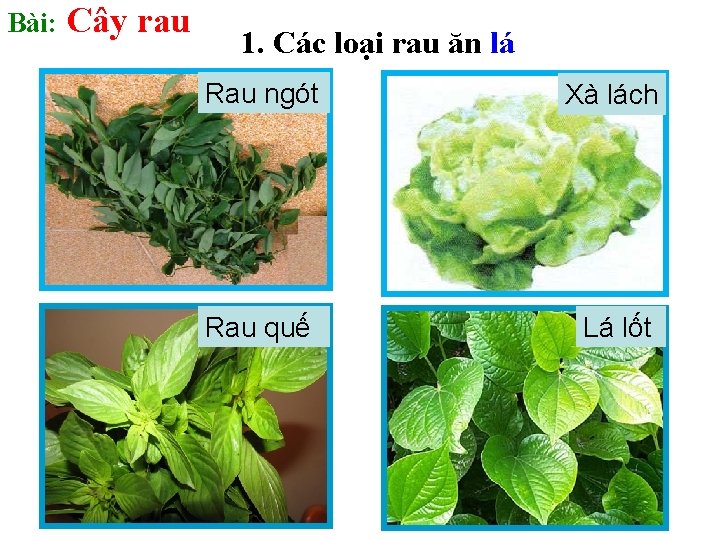 Bài: Cây rau 1. Các loại rau ăn lá Rau ngót Xà lách Rau