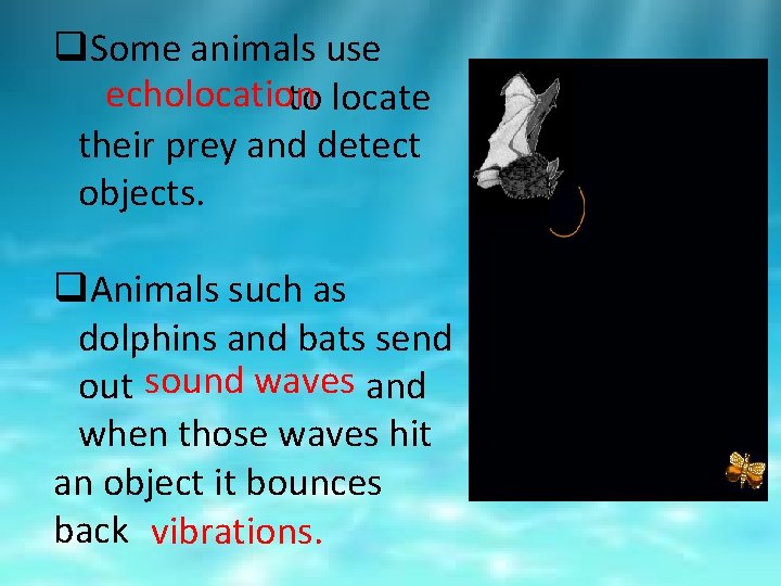 q. Some animals use echolocation to locate their prey and detect objects. q. Animals