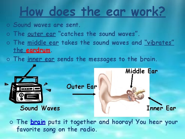 How does the ear work? ¡ ¡ Sound waves are sent. The outer ear