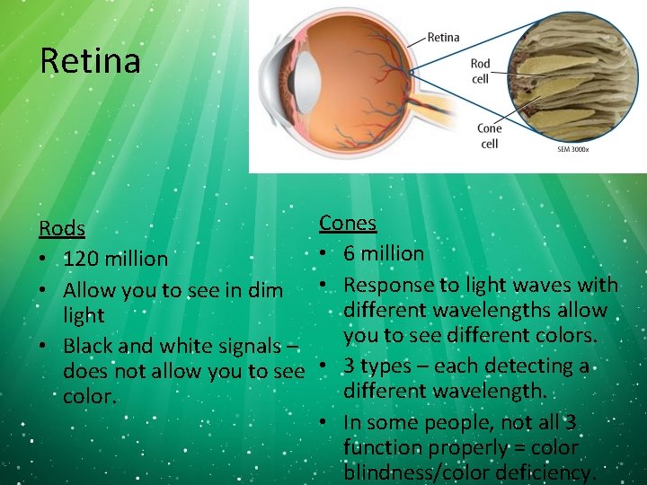 Retina Rods • 120 million • Allow you to see in dim light •