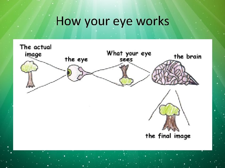 How your eye works 