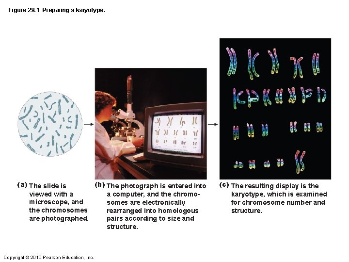 Figure 29. 1 Preparing a karyotype. (a) The slide is (b) The photograph is