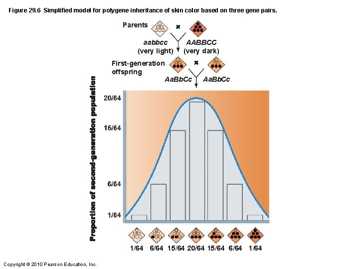 Figure 29. 6 Simplified model for polygene inheritance of skin color based on three