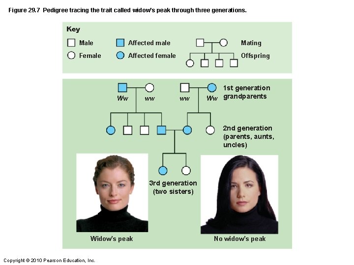 Figure 29. 7 Pedigree tracing the trait called widow's peak through three generations. Key