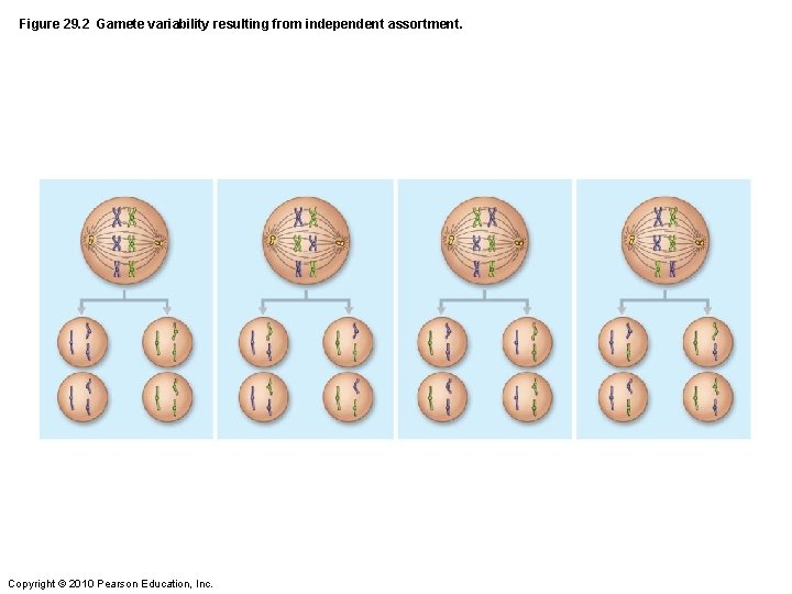 Figure 29. 2 Gamete variability resulting from independent assortment. Copyright © 2010 Pearson Education,