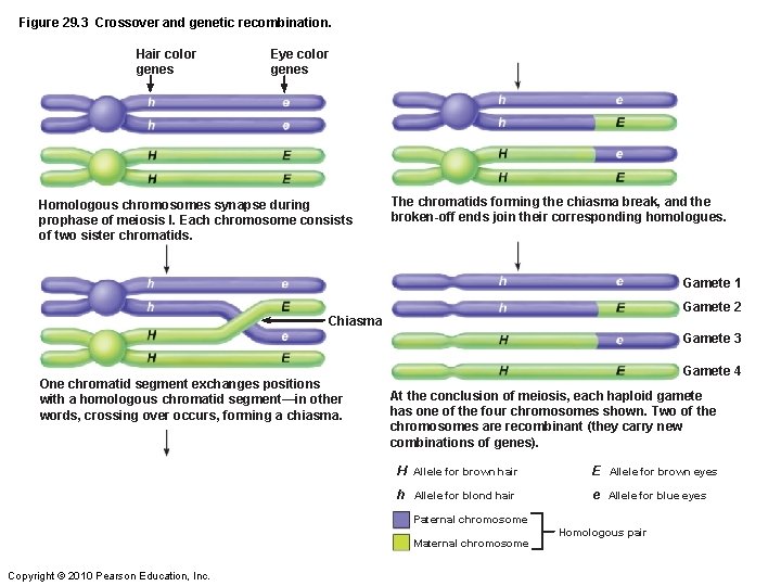 Figure 29. 3 Crossover and genetic recombination. Hair color genes Eye color genes Homologous