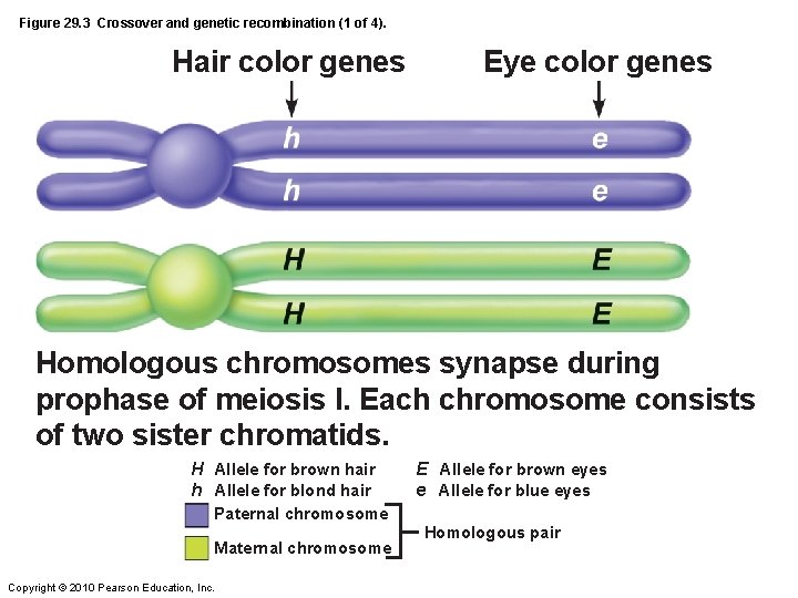 Figure 29. 3 Crossover and genetic recombination (1 of 4). Hair color genes Eye