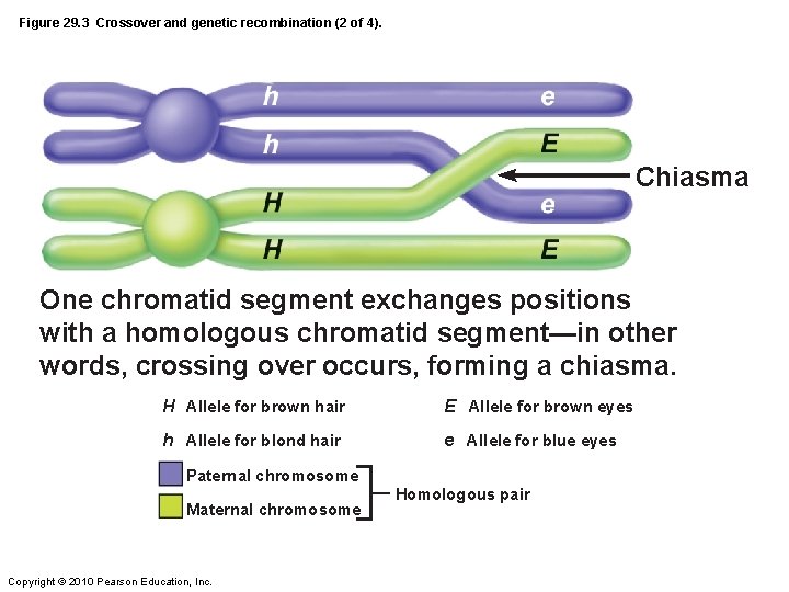 Figure 29. 3 Crossover and genetic recombination (2 of 4). Chiasma One chromatid segment