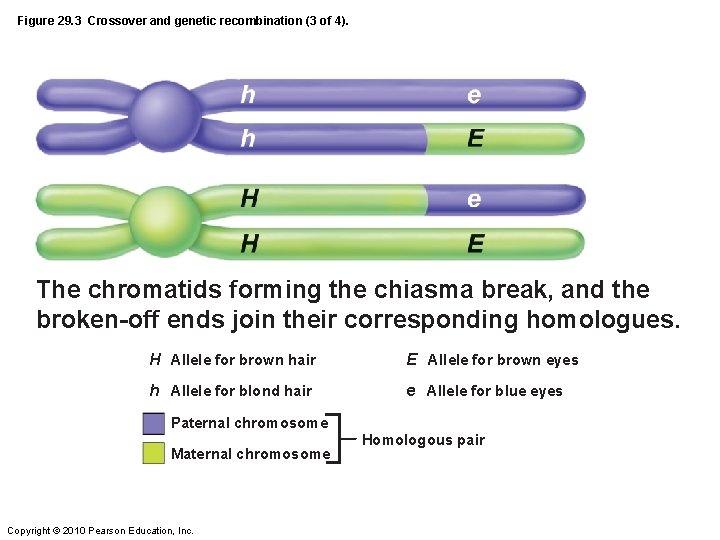Figure 29. 3 Crossover and genetic recombination (3 of 4). The chromatids forming the