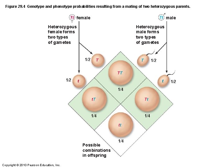 Figure 29. 4 Genotype and phenotype probabilities resulting from a mating of two heterozygous