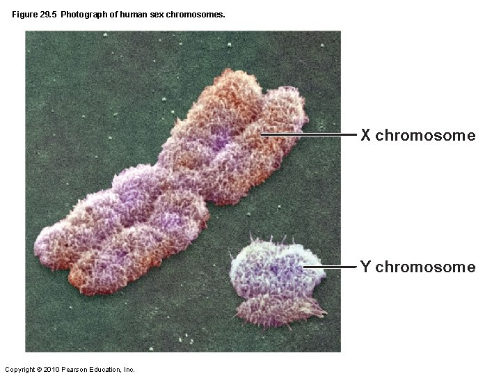Figure 29. 5 Photograph of human sex chromosomes. X chromosome Y chromosome Copyright ©