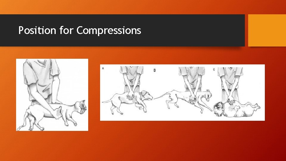 Position for Compressions 
