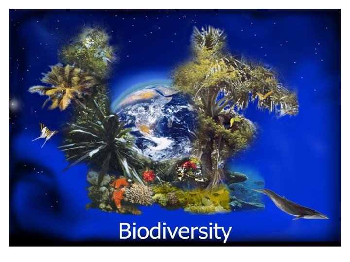 Lesson Overview Biodiversity 