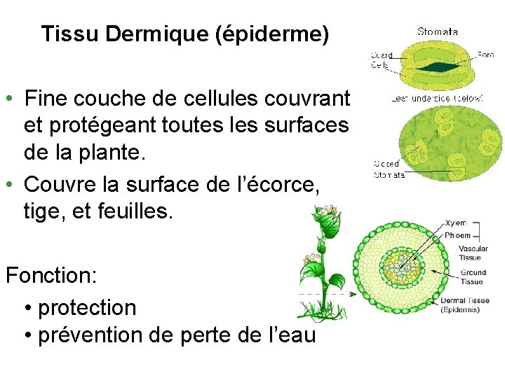 Tissu Dermique (épiderme) • Fine couche de cellules couvrant et protégeant toutes les surfaces