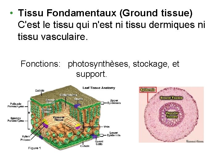  • Tissu Fondamentaux (Ground tissue) C'est le tissu qui n'est ni tissu dermiques