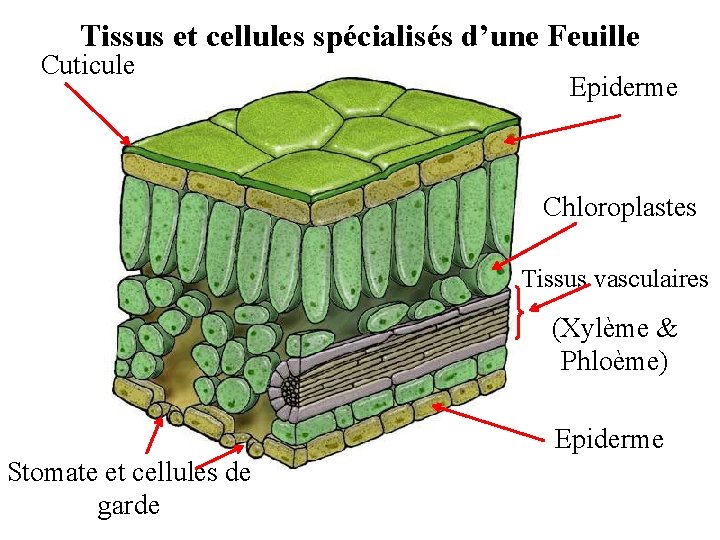 Tissus et cellules spécialisés d’une Feuille Cuticule Epiderme Chloroplastes Tissus vasculaires (Xylème & Phloème)