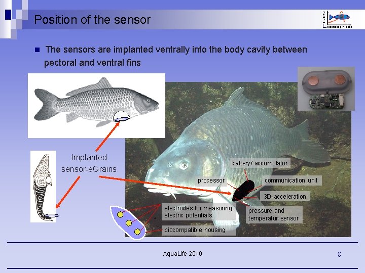 Fisch. FIT Position of the sensor n Monitoring-Projekt The sensors are implanted ventrally into