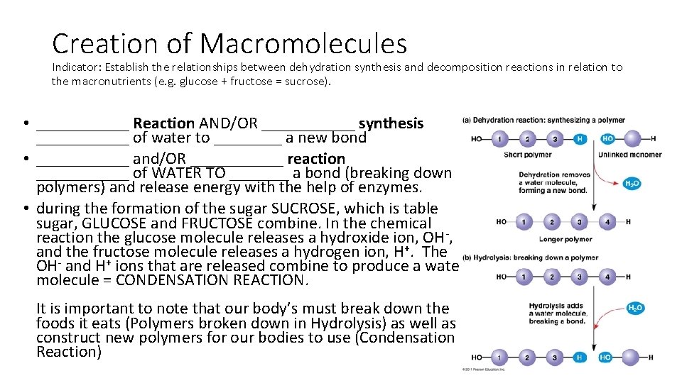 Creation of Macromolecules Indicator: Establish the relationships between dehydration synthesis and decomposition reactions in
