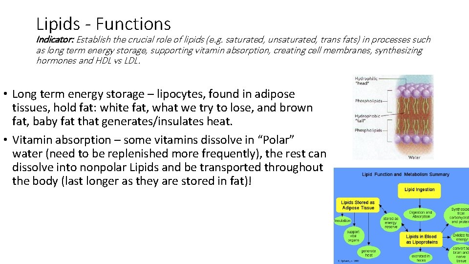 Lipids - Functions Indicator: Establish the crucial role of lipids (e. g. saturated, unsaturated,