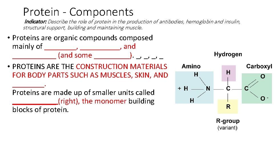 Protein - Components Indicator: Describe the role of protein in the production of antibodies,