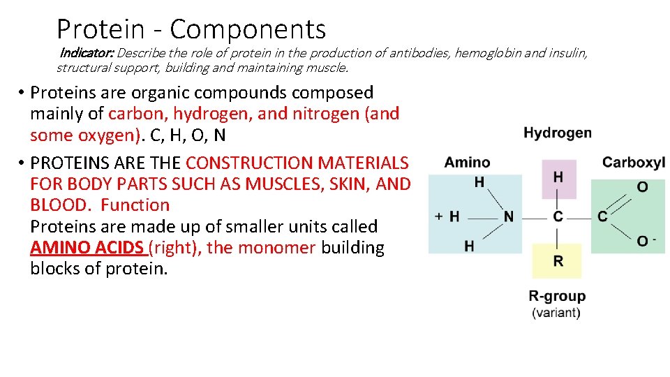Protein - Components Indicator: Describe the role of protein in the production of antibodies,