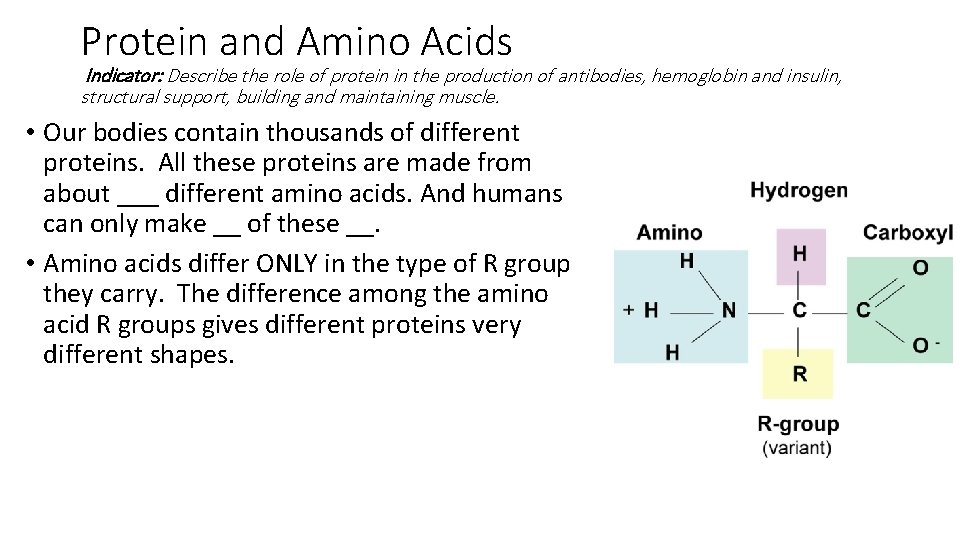 Protein and Amino Acids Indicator: Describe the role of protein in the production of