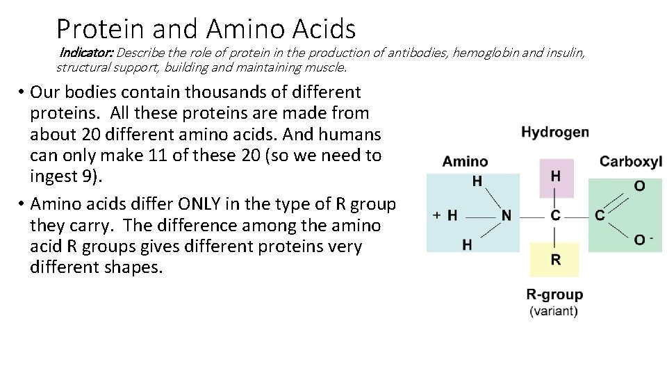 Protein and Amino Acids Indicator: Describe the role of protein in the production of
