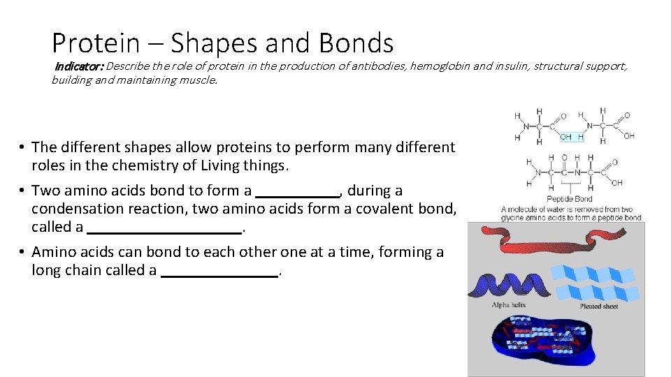 Protein – Shapes and Bonds Indicator: Describe the role of protein in the production