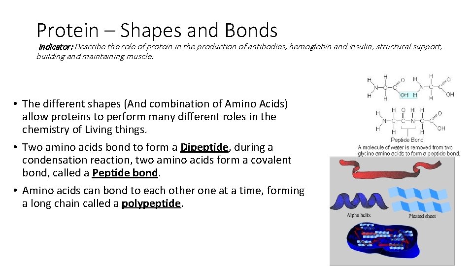Protein – Shapes and Bonds Indicator: Describe the role of protein in the production