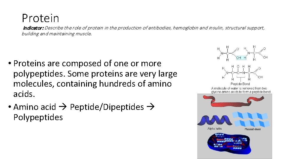 Protein Indicator: Describe the role of protein in the production of antibodies, hemoglobin and