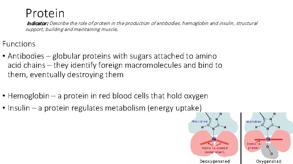 Protein Indicator: Describe the role of protein in the production of antibodies, hemoglobin and