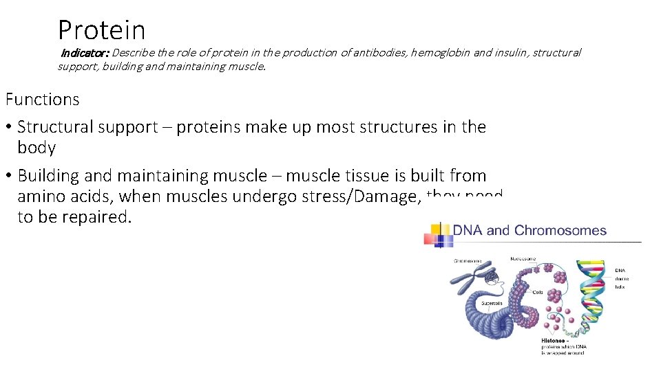 Protein Indicator: Describe the role of protein in the production of antibodies, hemoglobin and