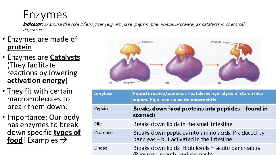 Enzymes Indicator: Examine the role of enzymes (e. g. amylase, pepsin, bile, lipase, protease)