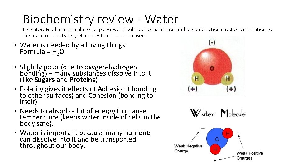 Biochemistry review - Water Indicator: Establish the relationships between dehydration synthesis and decomposition reactions