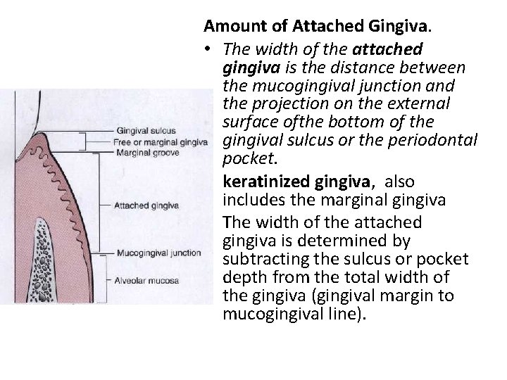 Amount of Attached Gingiva. • The width of the attached gingiva is the distance