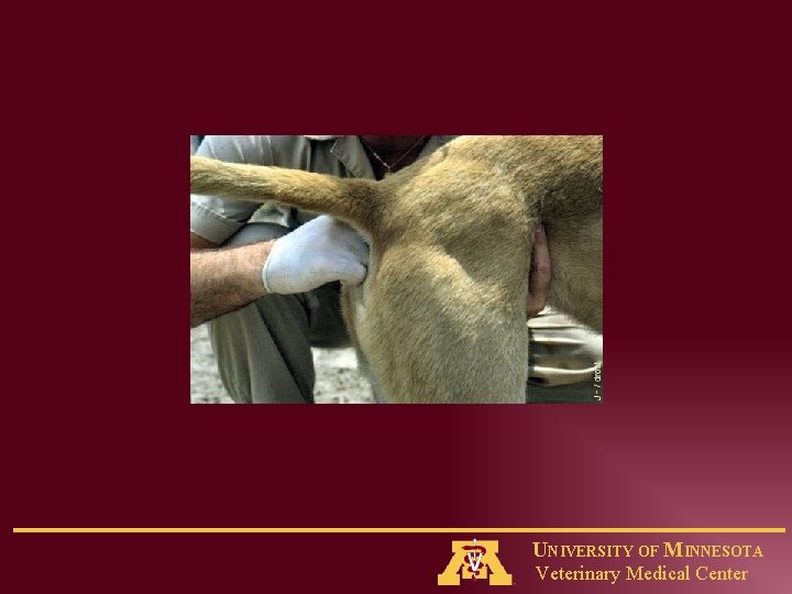 UNIVERSITY OF MINNESOTA Veterinary Medical Center 