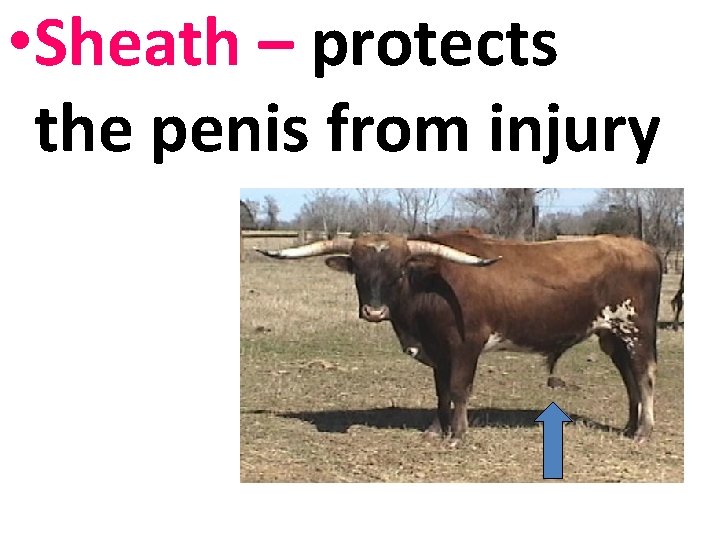  • Sheath – protects the penis from injury 