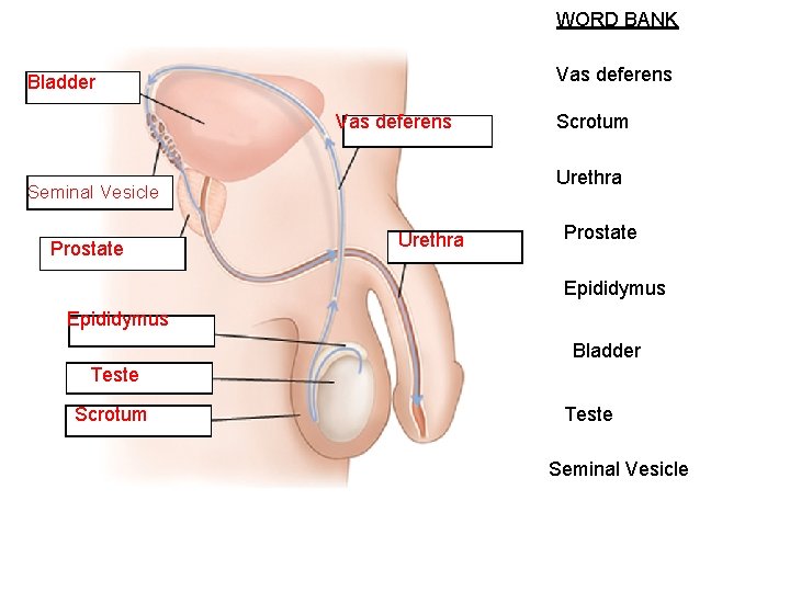 WORD BANK Vas deferens Bladder Vas deferens Urethra Seminal Vesicle Prostate Scrotum Urethra Prostate