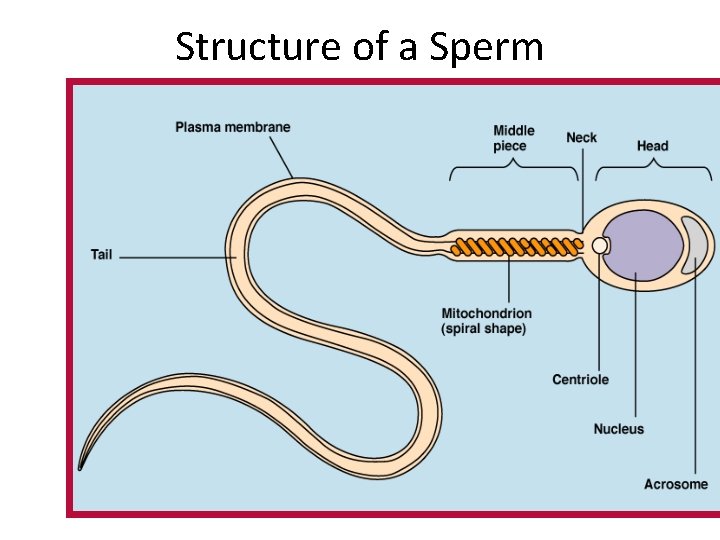 Structure of a Sperm Figure 16. 5 b 