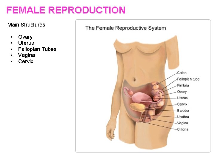 FEMALE REPRODUCTION Main Structures • • • Ovary Uterus Fallopian Tubes Vagina Cervix 