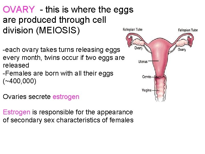 OVARY - this is where the eggs are produced through cell division (MEIOSIS) -each