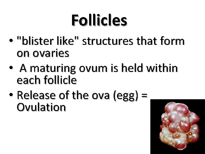 Follicles • "blister like" structures that form on ovaries • A maturing ovum is