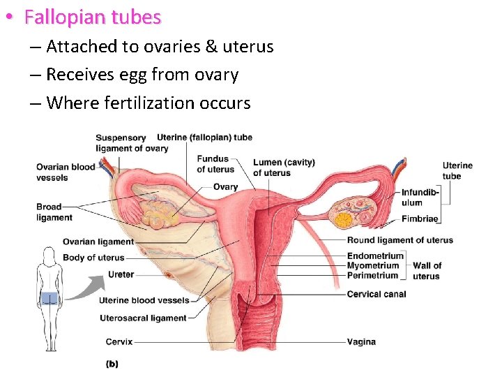  • Fallopian tubes – Attached to ovaries & uterus – Receives egg from