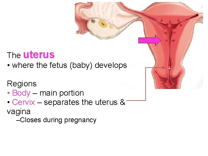 The uterus • where the fetus (baby) develops Regions • Body – main portion
