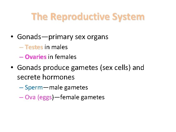 The Reproductive System • Gonads—primary sex organs – Testes in males – Ovaries in