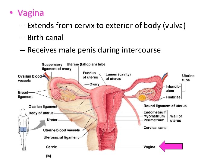  • Vagina – Extends from cervix to exterior of body (vulva) – Birth