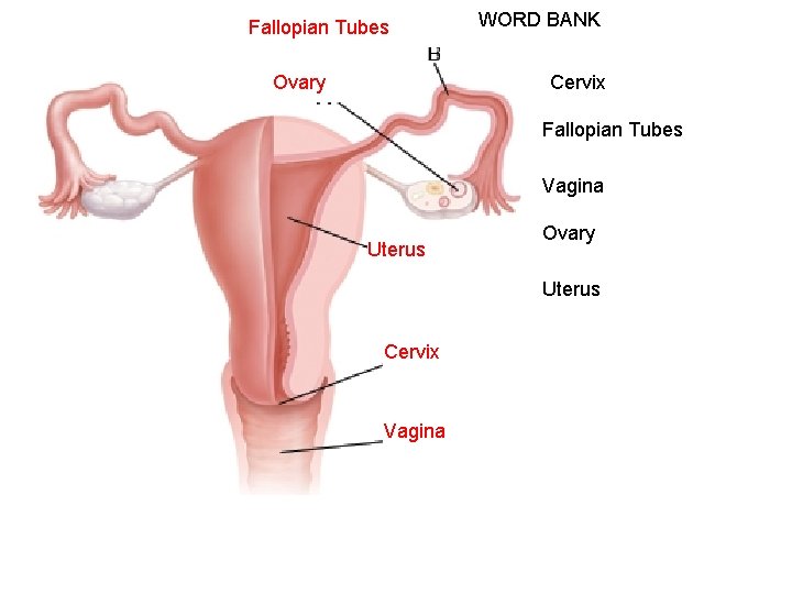 Fallopian Tubes Ovary WORD BANK Cervix Fallopian Tubes Vagina Uterus Ovary Uterus Cervix Vagina